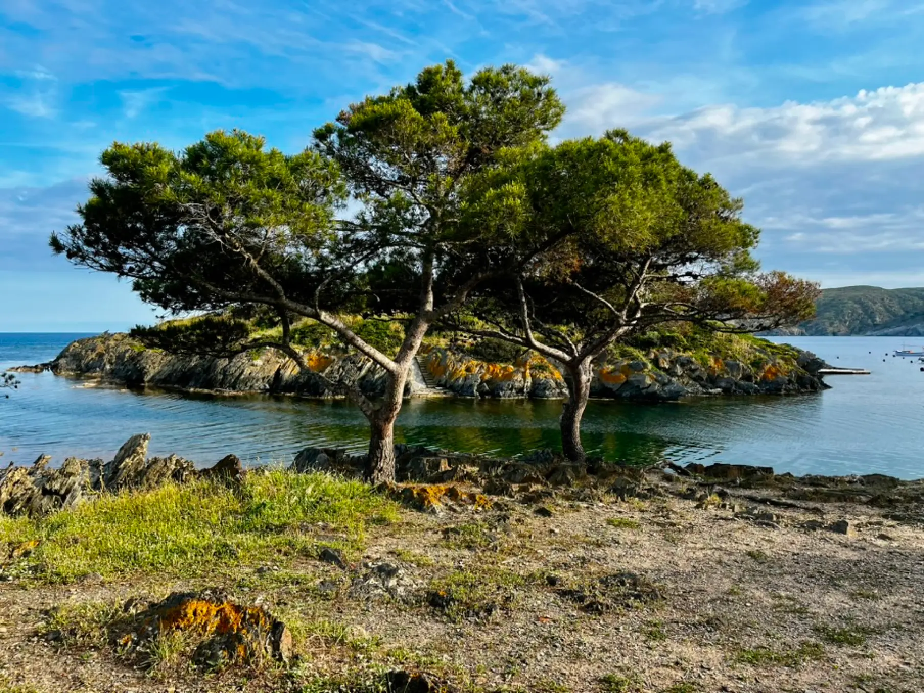 Pine trees on Carrer de s'Estrop near Platja Confitera overlooking S'Arenella islet, Cadaqués